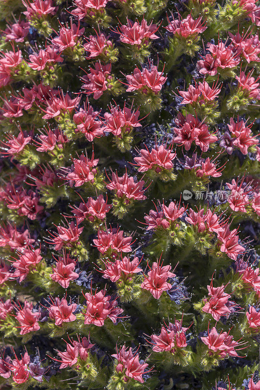 Tajinaste Red Tenerife， Echium Wildpretii